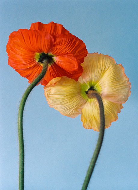 PAULA CODOÑER: de flor en flor en una primavera analógica sin fin